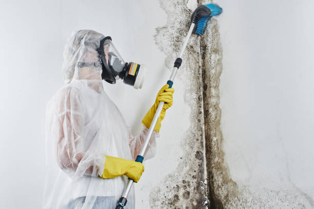 Best Certified Mold Removal  in Melvindale, MI