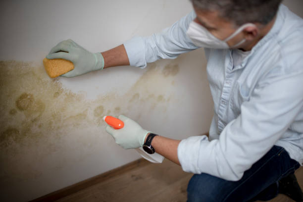 Best Local Mold Removal Service  in Melvindale, MI