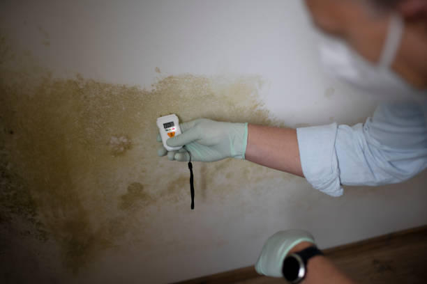 Best Residential Mold Removal  in Melvindale, MI