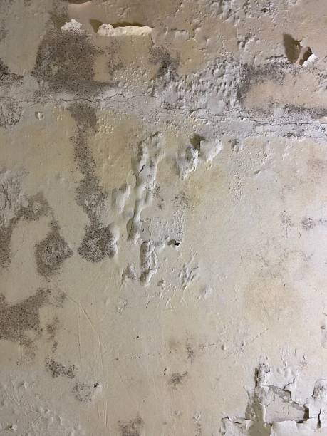 Best Fast Mold Removal  in Melvindale, MI