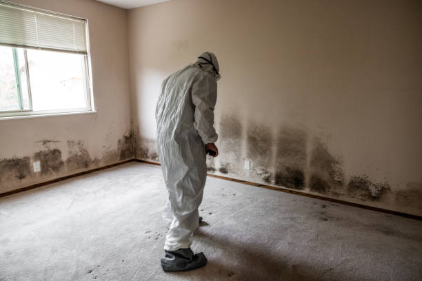 Home Mold Removal in Melvindale, MI