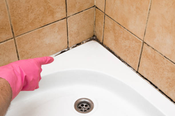 Best Commercial Mold Removal  in Melvindale, MI